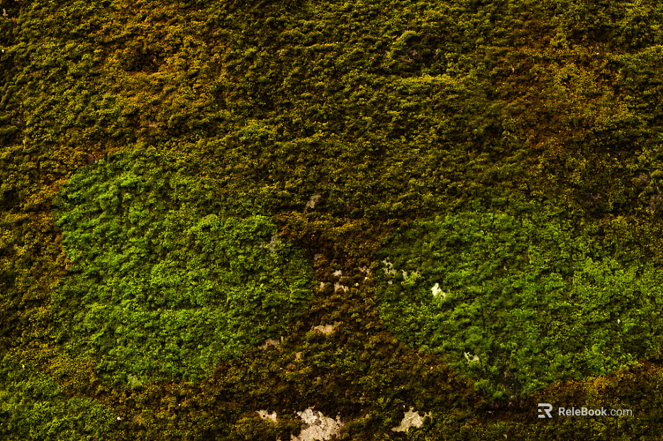 moss texture
