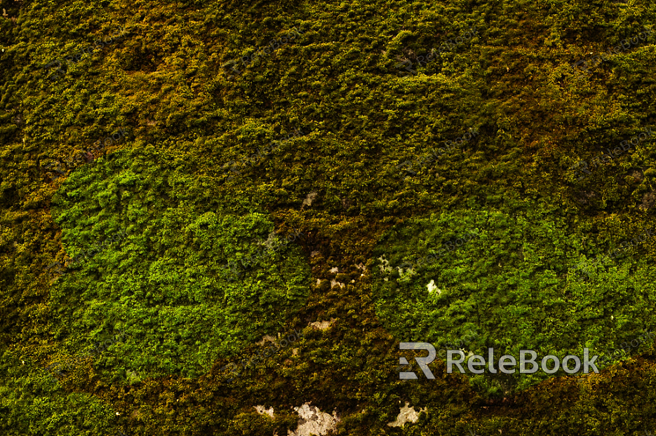 A moss-covered stone pathway winds through a lush, green forest, dotted with ferns and tall trees casting dappled shadows on the ground. The air feels fresh and damp, inviting a peaceful stroll. (Note: The image description is based on typical forest scenes with moss, as the actual image cannot be v