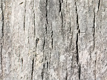 Wooden bark wood veneer wood wood bark trees texture (ID:ffach200268)