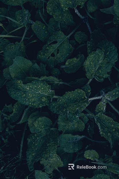 leaves texture