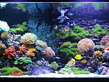 Fish tank texture (ID:ffagg13009)