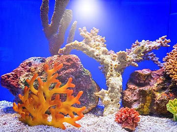 Coral texture (ID:ffajg29869)