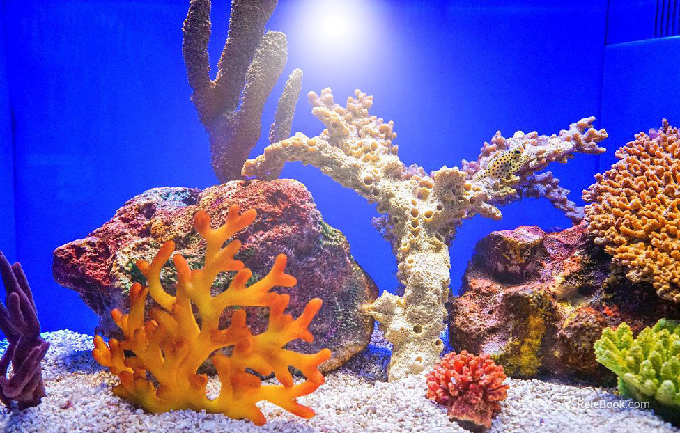 Coral texture