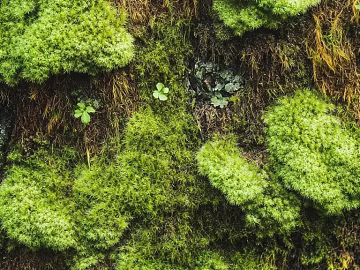 moss texture (ID:ffach688081)