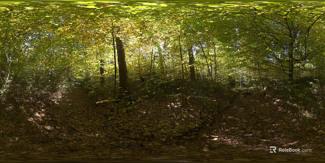 Daytime forest grassland HDR texture