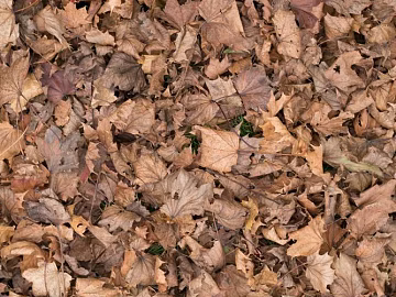 fallen leaves texture (ID:ffagg54424)
