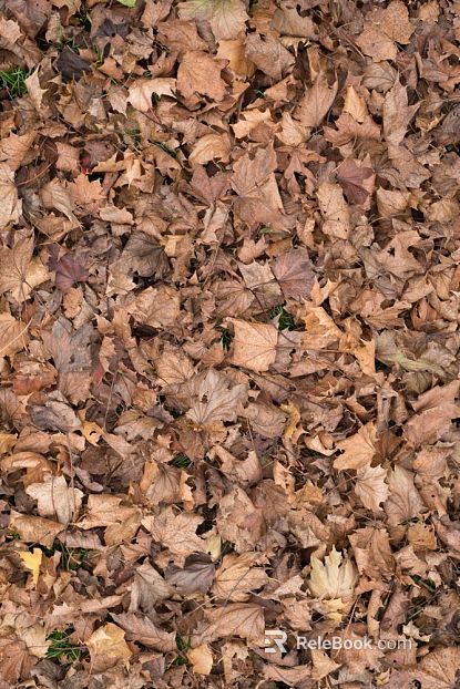fallen leaves texture