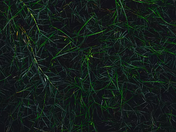 Turf 3d model
