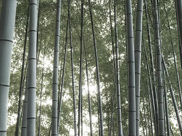 Bamboo Forest texture (ID:ffajg49207)