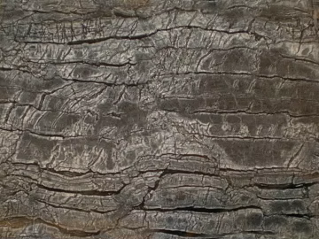 bark 3d model
