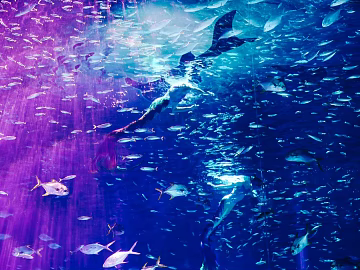Fish tank texture (ID:ffaeg29729)