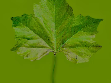 leaves texture (ID:ffagf1701)