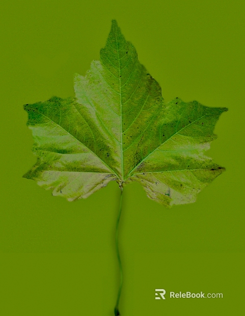 leaves texture