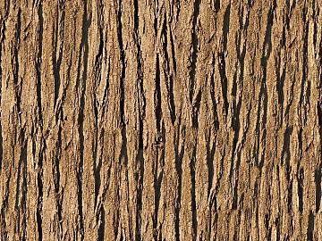 bark texture (ID:ffach085728)