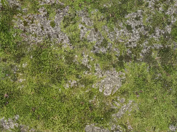Turf ground texture (ID:ffaaf1537)