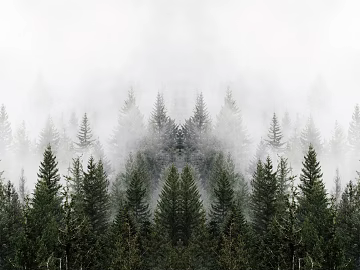 Forest texture (ID:ffaeg24898)