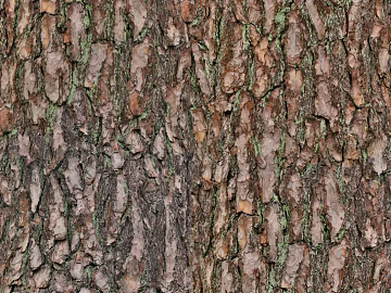 bark texture (ID:ffaif9752)
