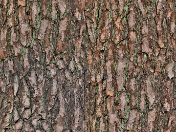 bark texture (ID:ffaif9752)