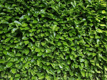 Plants texture (ID:ffabg57693)