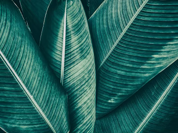 leaves texture (ID:ffaag39870)