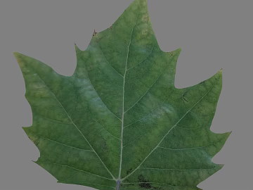 leaves texture (ID:ffabg71334)
