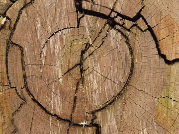 annual rings texture (ID:ffajg64971)