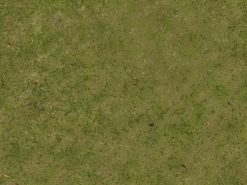 Turf texture (ID:ffach084965)