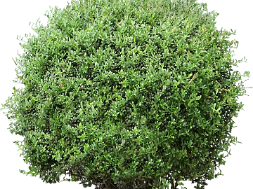 Plants texture (ID:ffabg93022)