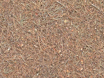 Turf ground texture (ID:ffabf1635)