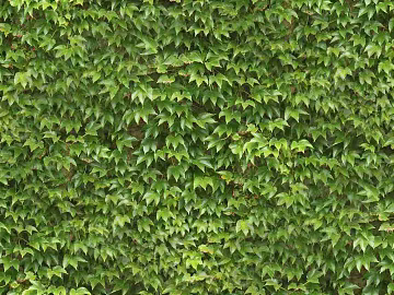 Plants texture (ID:ffajg40219)