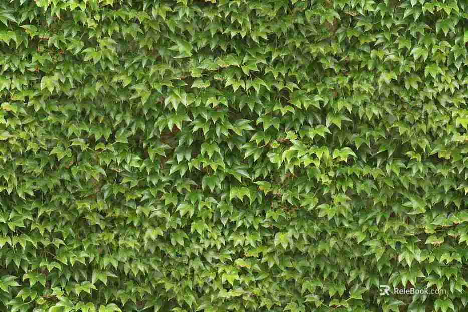 Plants texture