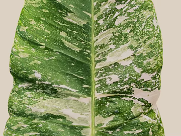 leaves texture (ID:ffaeg58992)