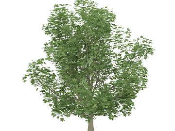 Tree texture (ID:ffajg63125)