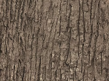 Tree trunk texture (ID:ffach150943)