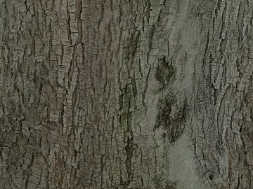 bark texture (ID:ffaag61968)