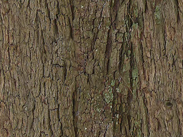 bark texture (ID:ffacg99128)