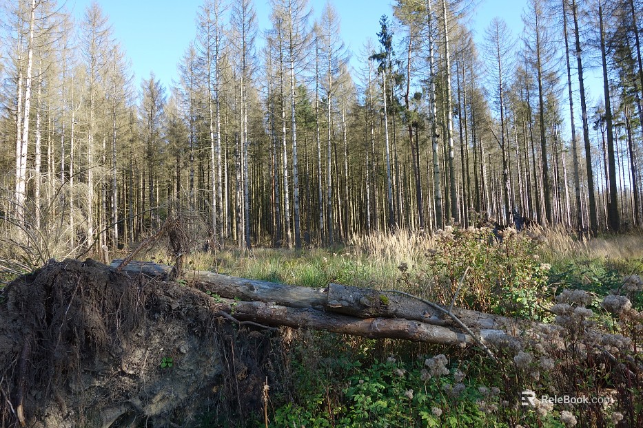 Wild Scenery texture