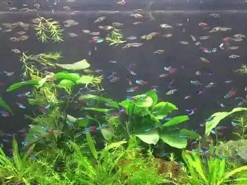 Fish tank texture (ID:ffacg41233)