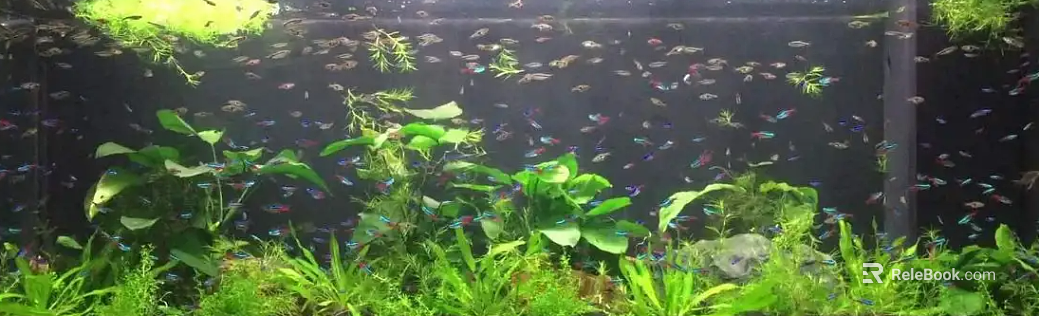 Fish tank texture