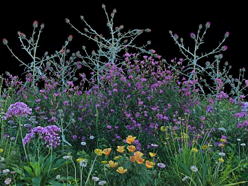 variegated wildflower combination courtyard landscaping texture (ID:ffaeh654466)