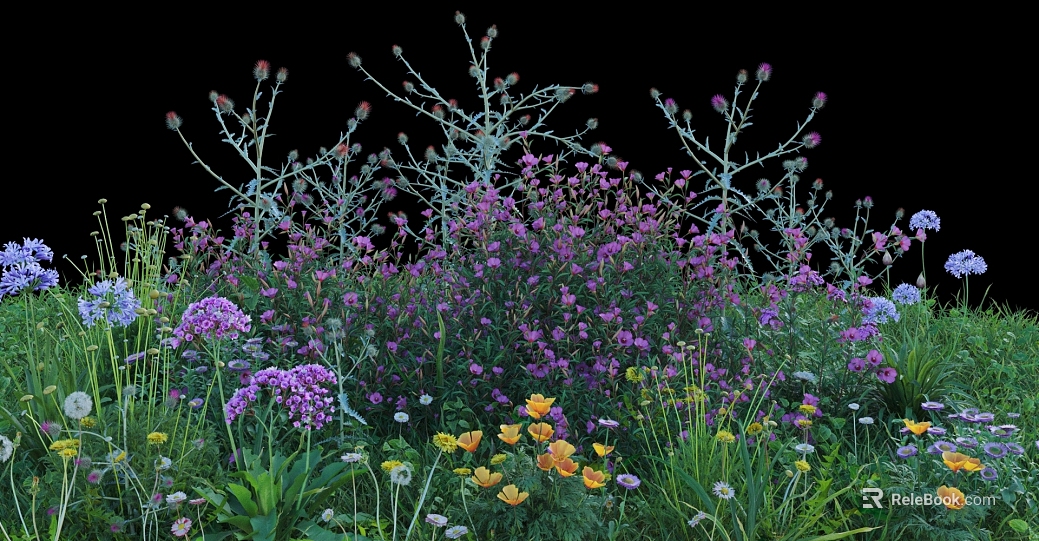 variegated wildflower combination courtyard landscaping texture