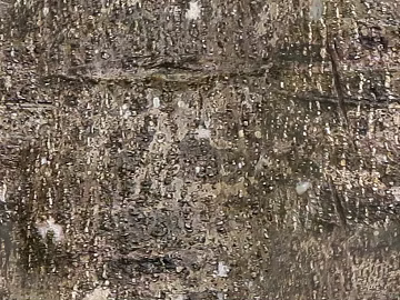 bark texture (ID:ffacg27012)