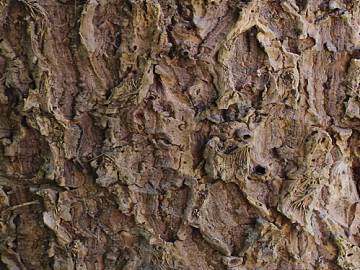 bark 3d model