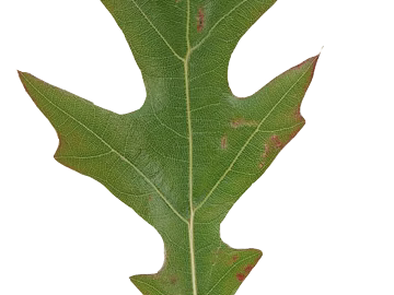 leaves texture (ID:ffagg09598)