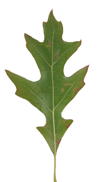 leaves texture
