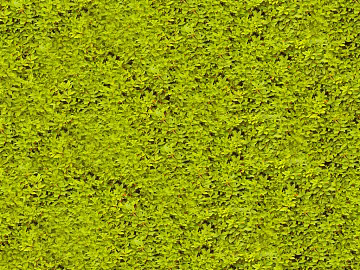 Plants texture (ID:ffacg58172)
