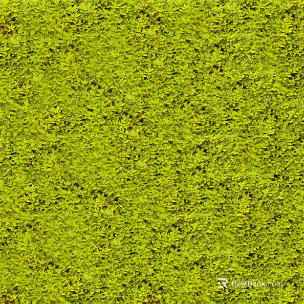 Plants texture