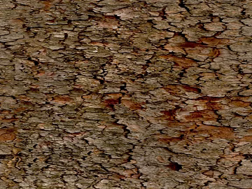 bark texture (ID:ffajg18801)