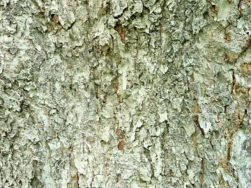 ancient tree bark texture (ID:ffaag01974)