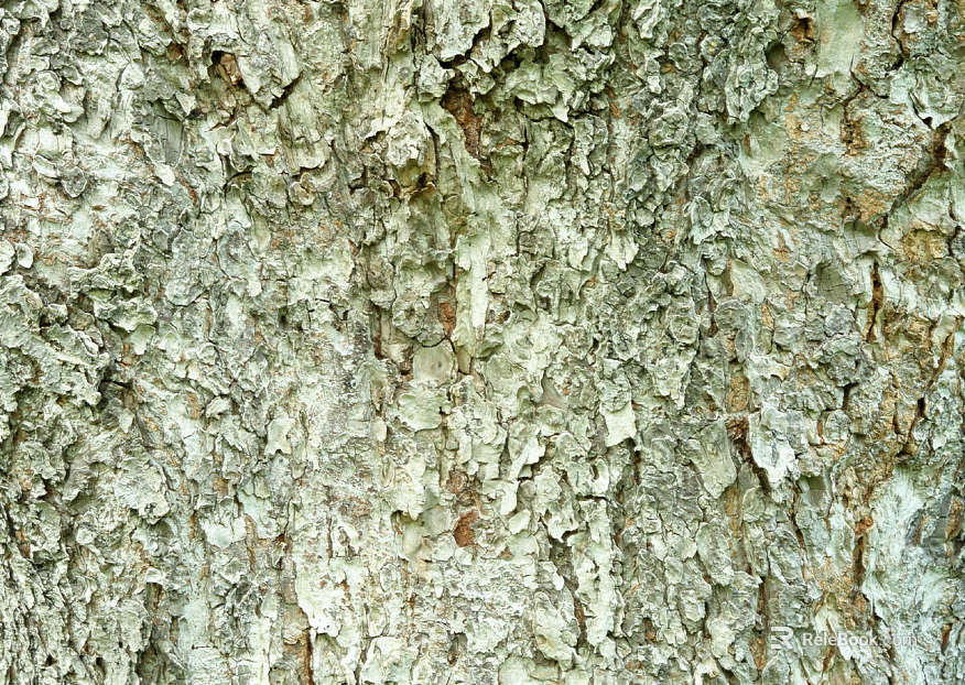 ancient tree bark texture
